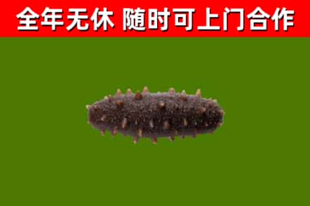 龙安烟酒回收干海参.jpg